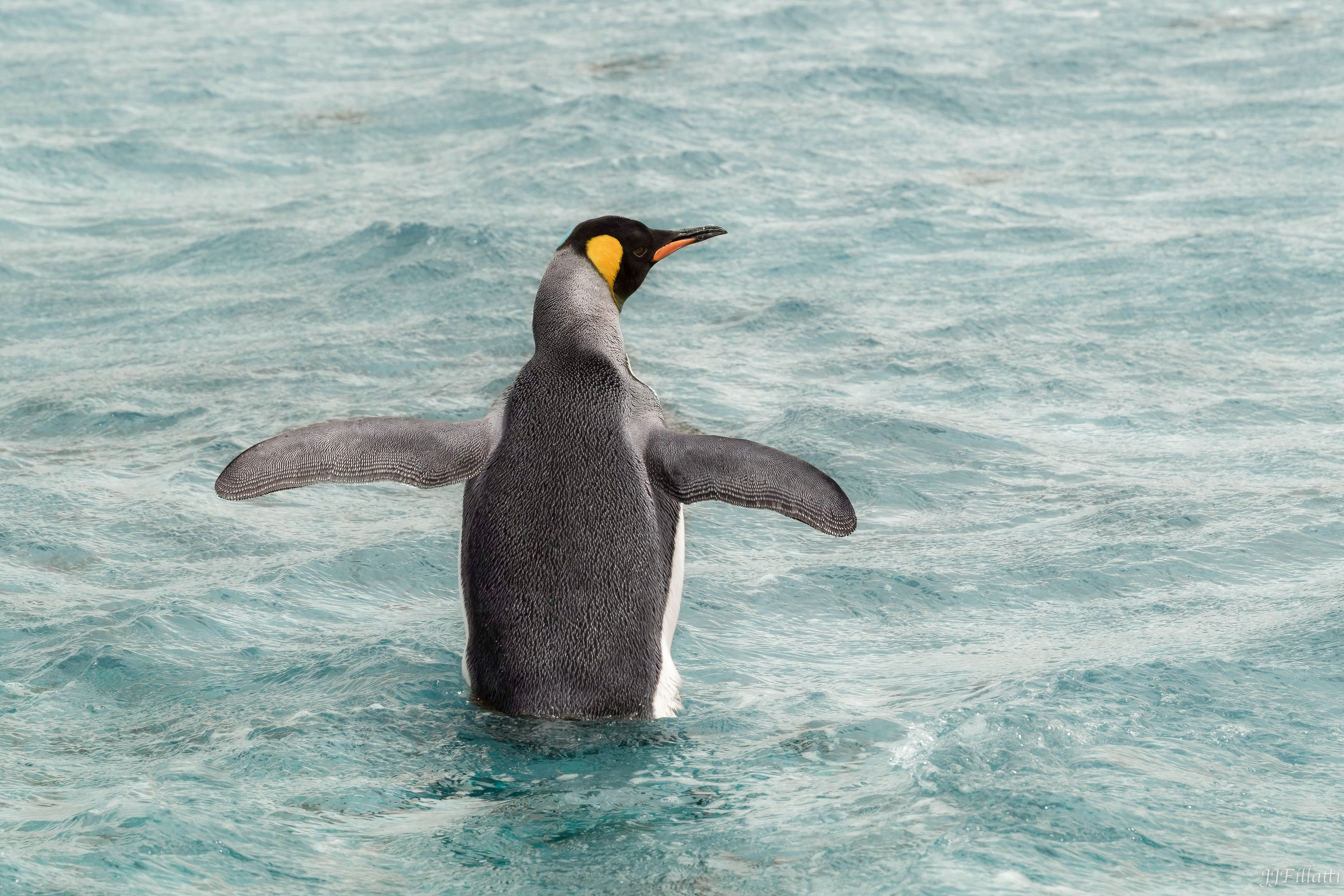 bird of the falklands image 15